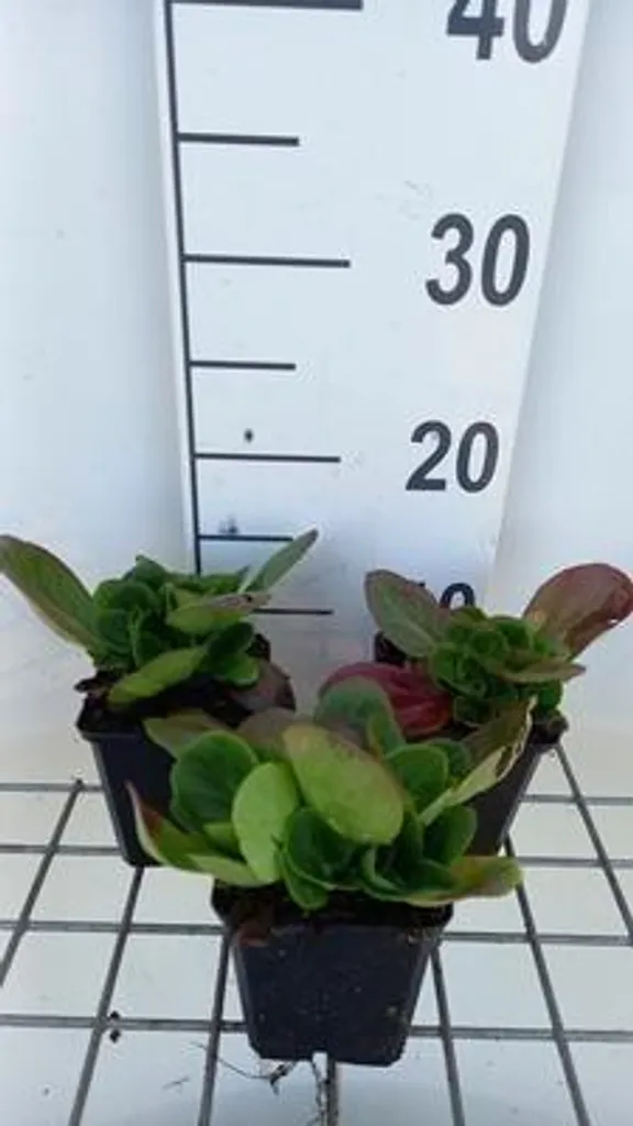 Bergenia Baby Doll à Feuillage Persistant - 6 Vivaces Rustiques en Godets