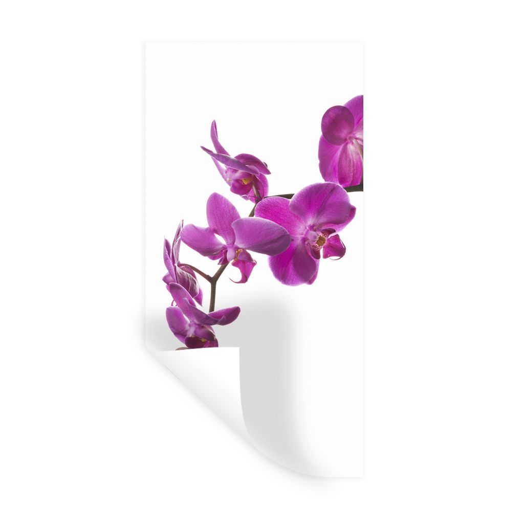 MuchoWow Wandtattoo Wandsticker Wandaufkleber Orchidee vor weißem Hintergrund 40x80 cm Selbstklebend und Repositionierbar - Repositionierbar - W...