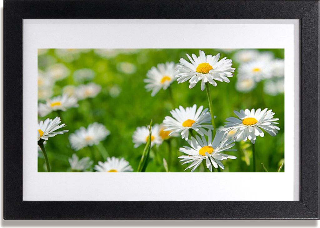Bild 30x20 MDF-Rahmen Wandkunst Gänseblümchen-Blumen-Anlage