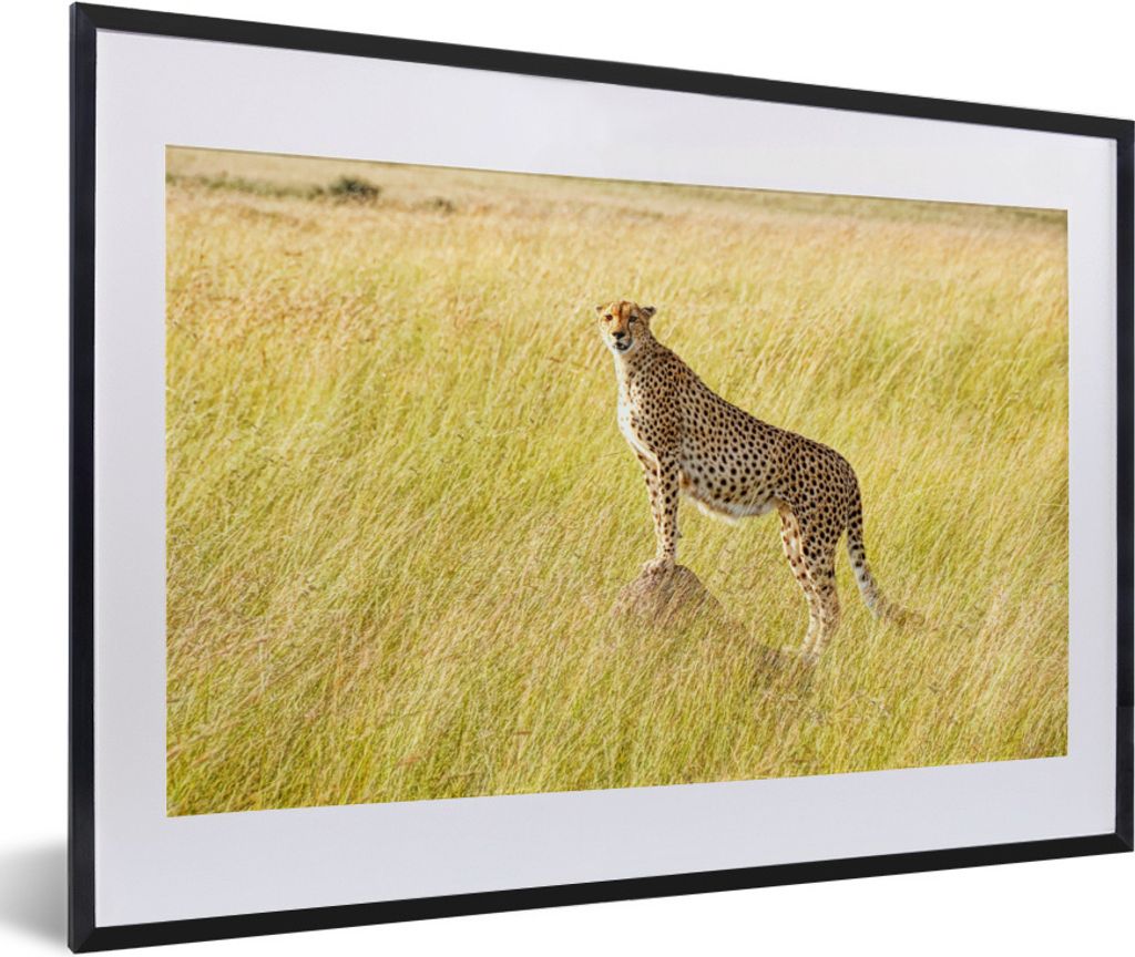MuchoWow Gerahmtes Poster Gepard in der Masai Mara 60x40 cm - Poster mit Schwarzem Bilderrahmen Wandposter Rahmen Foto Bilder - Schlafzimmer - Pl...