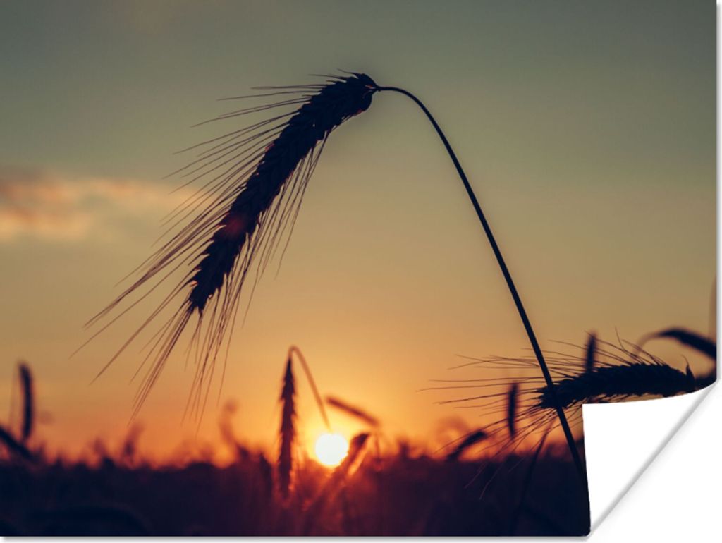 MuchoWow Poster Gras - Herbst - Sonnenuntergang - Jahreszeiten - Landschaft 120x90 cm - Wandbild