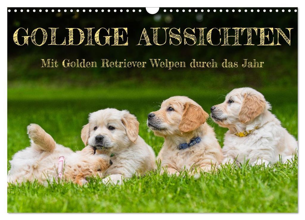 Goldige Aussichten - Mit Golden Retriever Welpen durch das Jahr (Wandkalender 2027 DIN A3 quer), CALVENDO Monatskalender