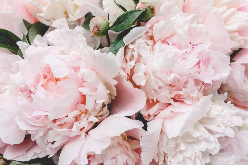 Fototapete Blumen - Vliestapete - Bildtapete UV-beständig Rose rosa Landhaus Wandtapete geruchsfrei