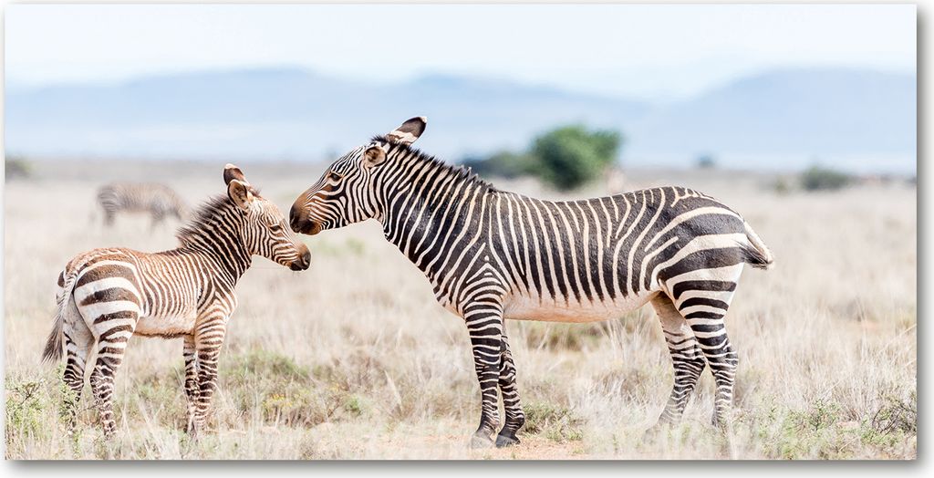 Tulup Glas-Bild -140x70- Wandkunst Dekorative Wand für Küche & Wohnzimmer - Tiere - Zebras Berge - Beige