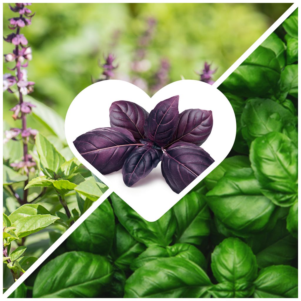 2000 Samen Basilikum Saatgut Set (Compact, Thai & Rotes Basilikum) | Aromatisches Trio | Ocimum Basilicum | Frische Kräuter für Garten, Balkon & ...