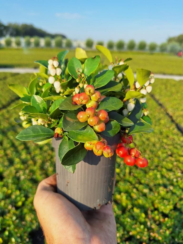 Gaultheria procumbens Big Berry - zimozielona jagoda Zdjęcie produktu 