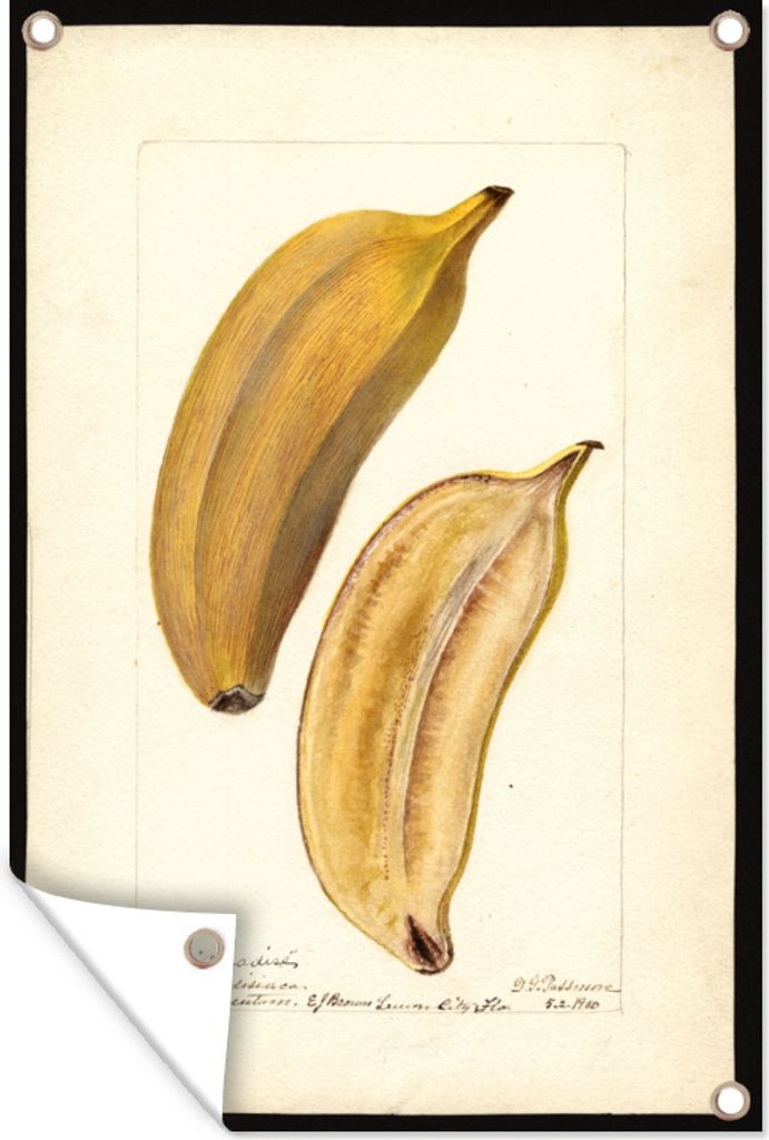 MuchoWow 60x90 cm Outdoor-Poster Gartendeko Sichtschutz Garten Poster für den Garten Musa, Paradiesbanane - Gemälde von Deborah Griscom Passmore