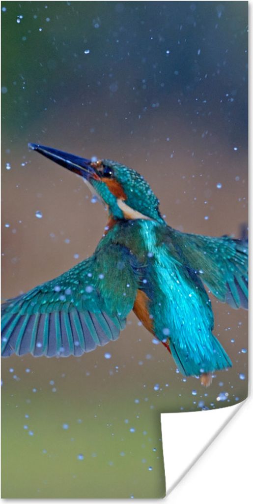 MuchoWow Poster Eisvogel - Fliegen - Blau 40x80 cm - Dekoration