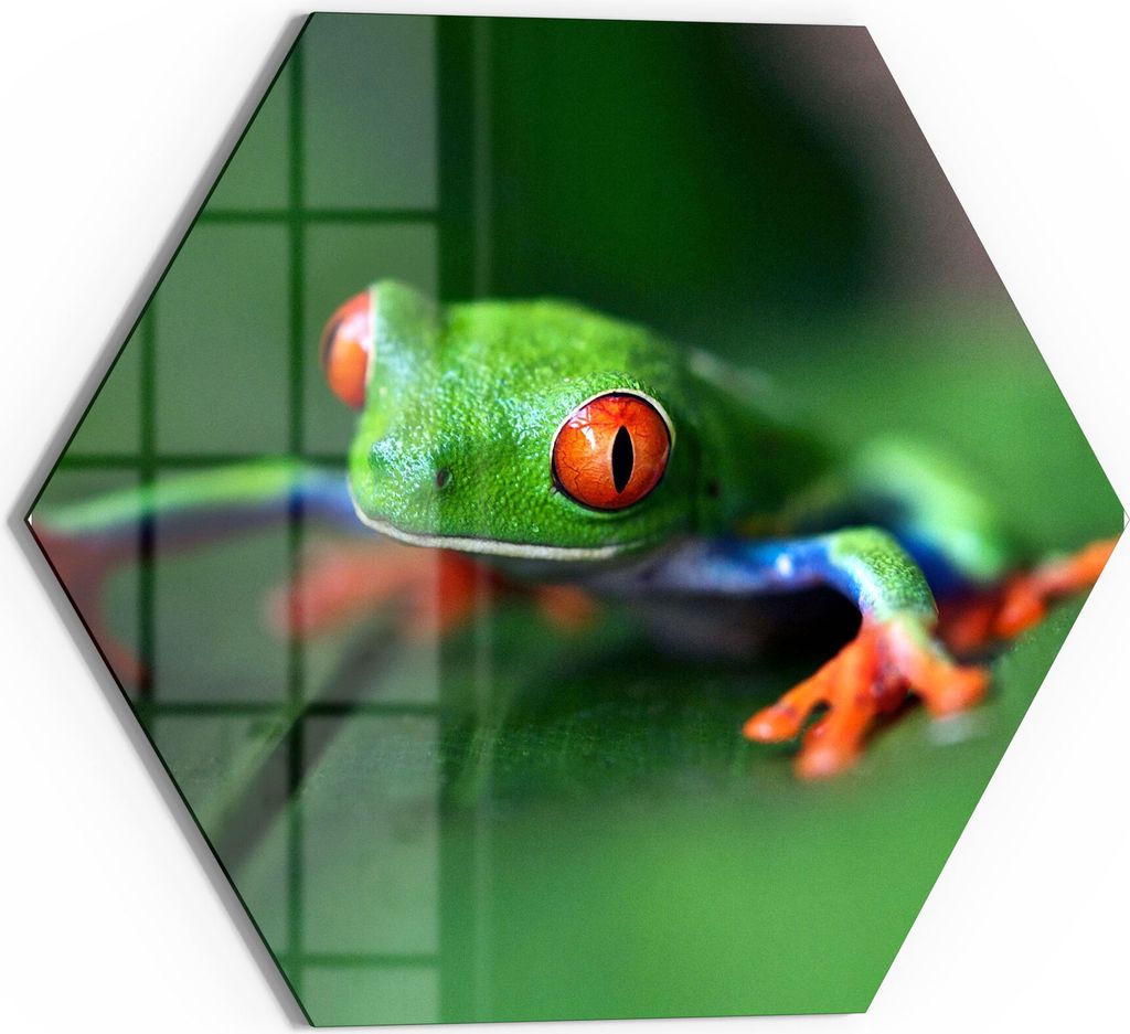 DEQORI Magnettafel Glas 55x48 cm 6-eckig 'Grüner Frosch im Laub' beschreibbar Whiteboard