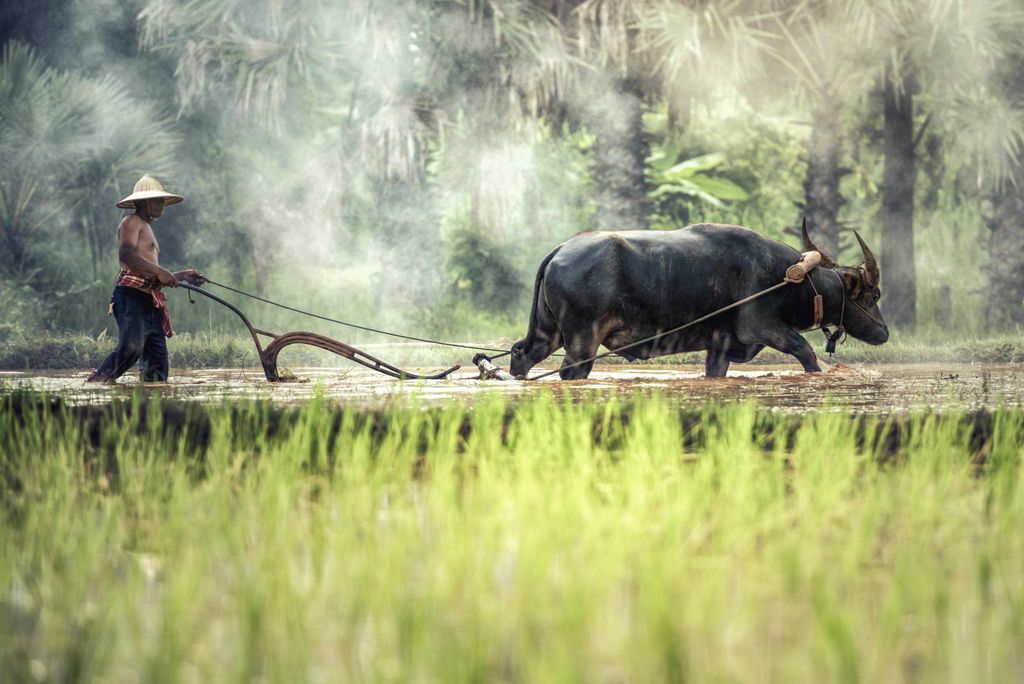 hansepuzzle 23529 - Büffel Puzzle, 2000 Teile, Tierwelt, 90,0 x 60,0cm mit hochwertiger Aufbewahrung, Kartonbox und wiederverschließbarem Beutel