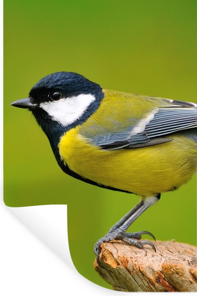 MuchoWow Wandtattoo Wandsticker Wandaufkleber Vogel - Kohlmeise - Tiere - Grün 80x120 cm Selbstklebend und Repositionierbar - Repositionierbar -...