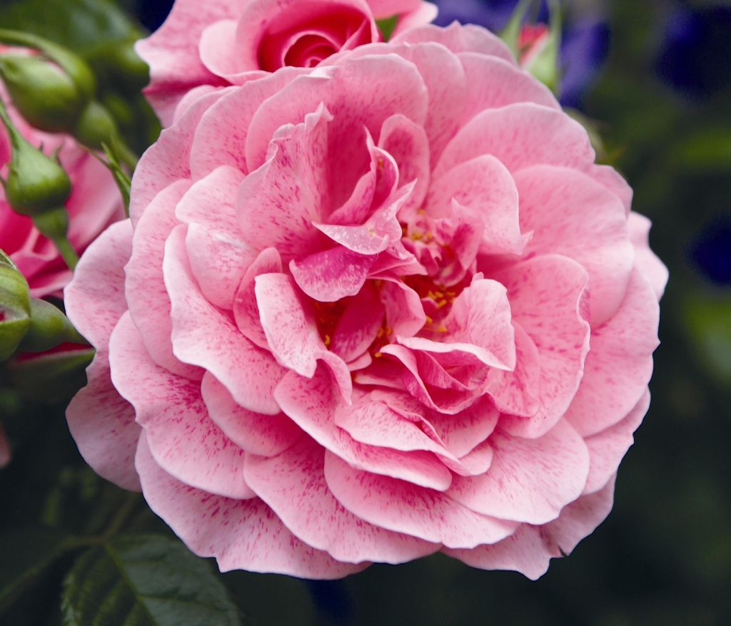 Dehner Rose Kletterrose Camelot®, Züchter Tantau, große Produktbild 