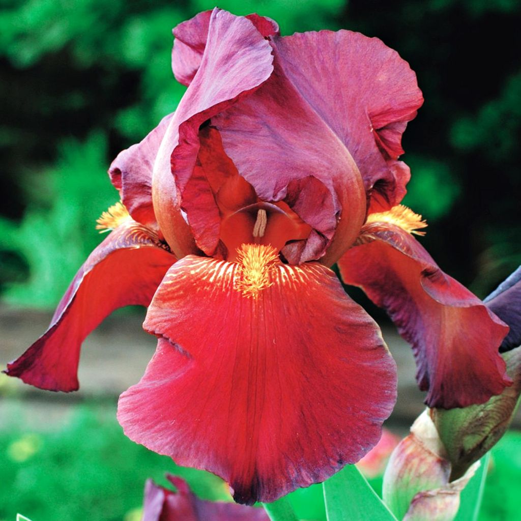Iris Germanica Bródkowy Red Zinger 1 pz Iris piantine Iris Immagine del prodotto 