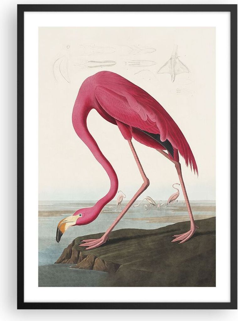 Gerahmtes Poster - Schwarzer Rahmen - Flamingo Vogel Exotik - 50x70 cm - Wand Bild - Wanddeko - Wandbilder - Kunstposter - Wandposter - Bilderrahme...