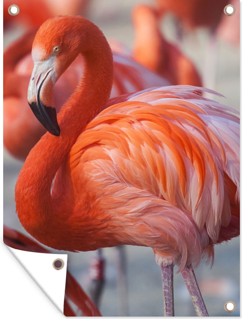 MuchoWow 60x80 cm Outdoor-Poster Gartendeko Sichtschutz Garten Poster für den Garten Flamingo - Vogel - Tiere - Rosa