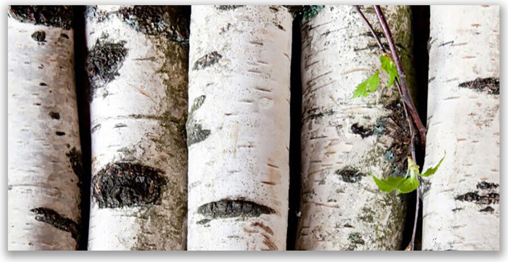 Acrylglasbilder 120x60 Wandbild Druck Bäume Natur