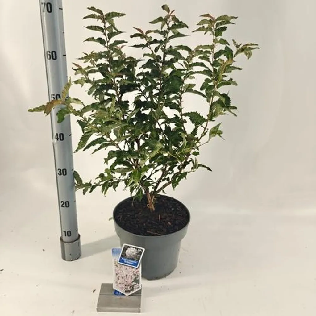 Petit Cerisier d'ornement résistant au gel - Prunus Brillant Ruby Pot