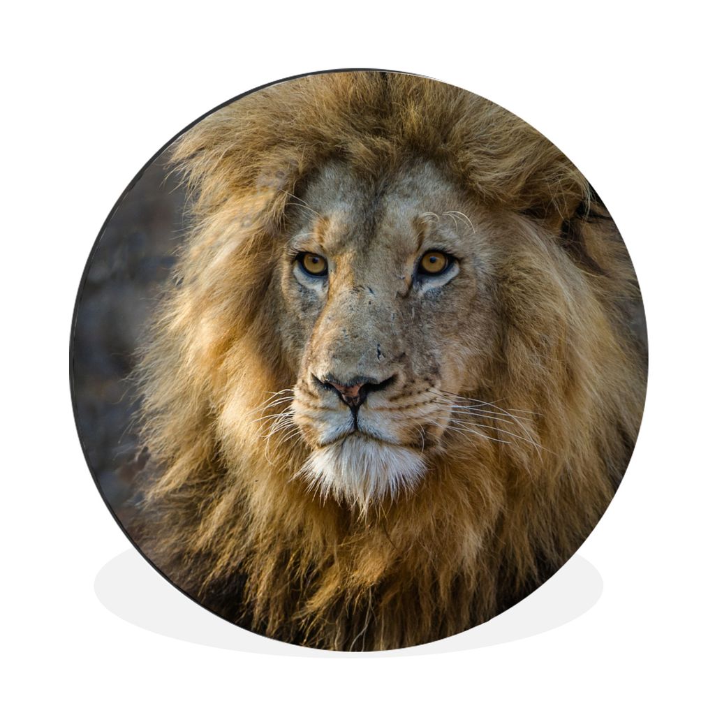 MuchoWow Aluminium Wandkreis Löwe - Porträt - Wild Ø 90 cm Wanddeko Modern Wohnzimmer - Mauerkreis - Wandbilder - Runde Bild - Bild aus Alumin...