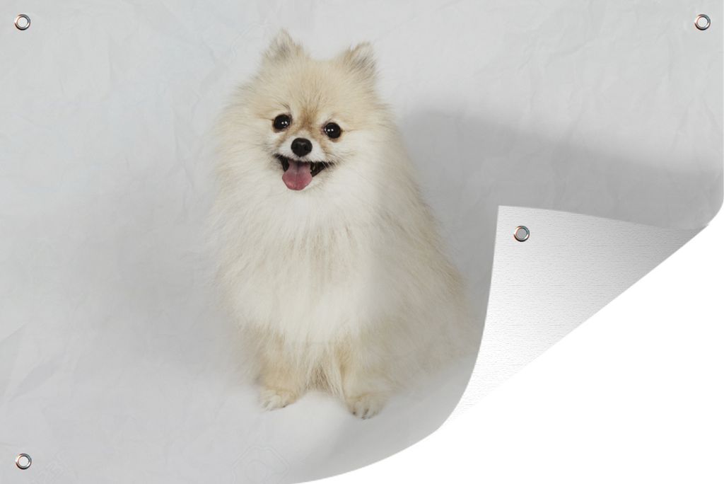 MuchoWow 90x60 cm Outdoor-Poster Gartendeko Sichtschutz Garten Poster für den Garten Glücklicher Pomeranian