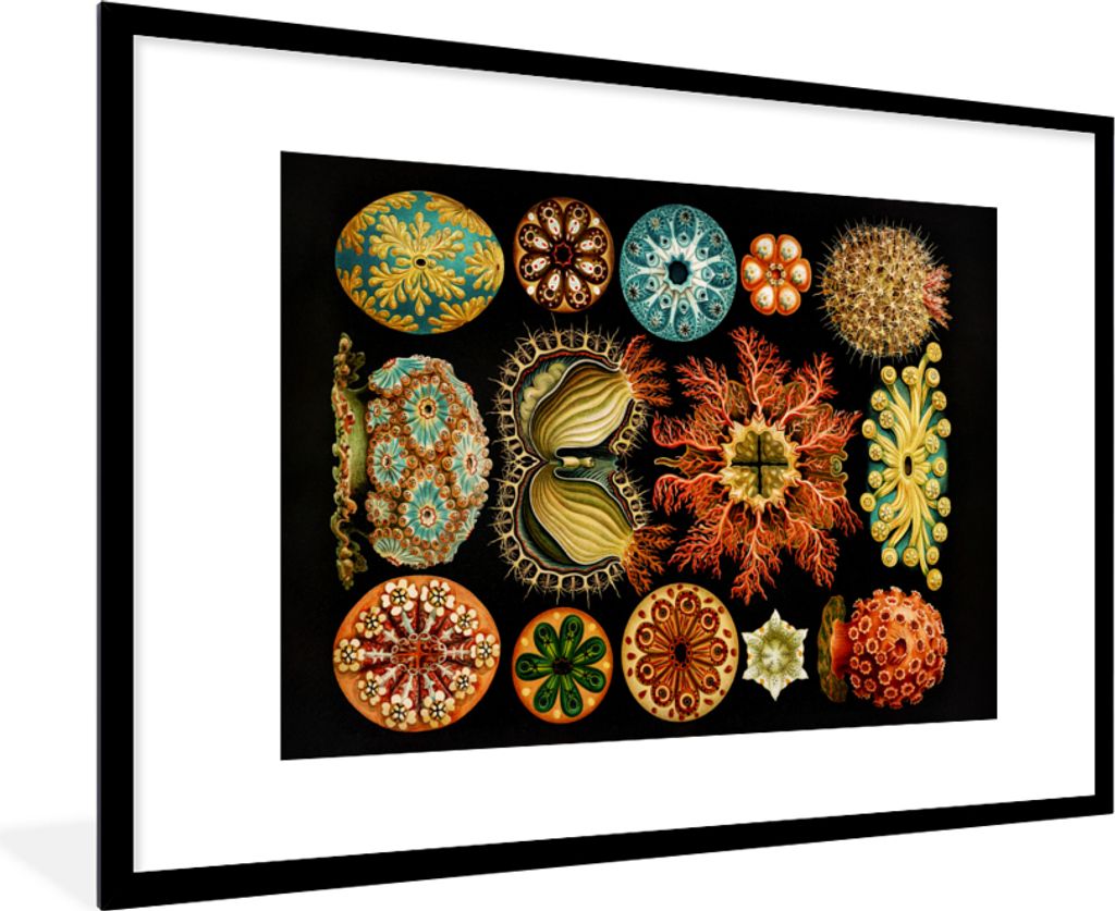 MuchoWow Gerahmtes Poster Vintage - Ernst Haeckel - Meerestier - Natur - Meer - Kunst 90x60 cm - Poster mit Schwarzem Bilderrahmen Wandposter Rah...