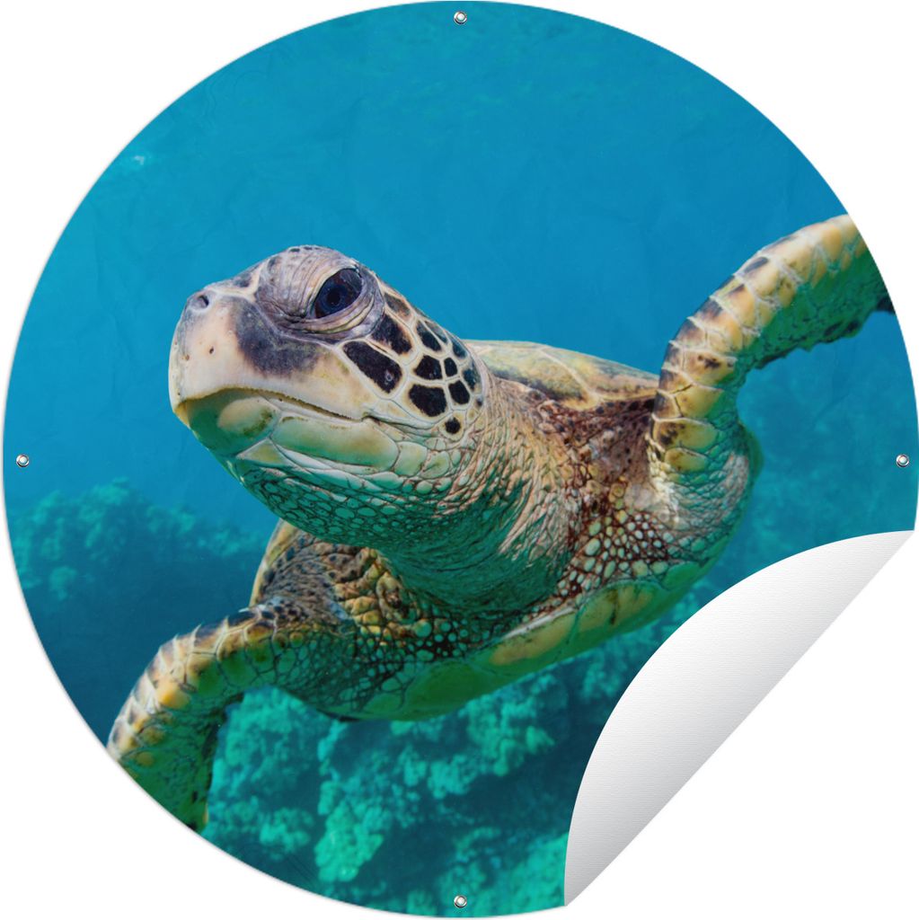 MuchoWow Gartenposter Outdoor-Poster Rund Meeresschildkrötenschwimmen auf Hawaii Ø 120 cm Gartendeko Rundes Poster draußen