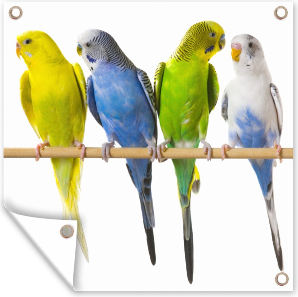 MuchoWow 50x50 cm Outdoor-Poster Gartendeko Sichtschutz Garten Poster für den Garten Gruppe von Sittichen auf einem Stock