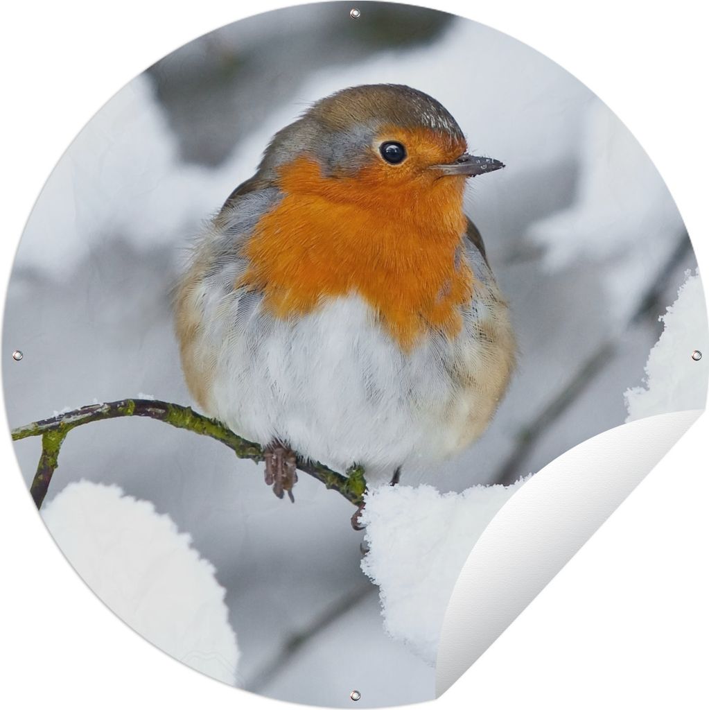 MuchoWow Gartenposter Outdoor-Poster Rund Rotkehlchen - Schnee - Winter Ø 60 cm Gartendeko Rundes Poster draußen