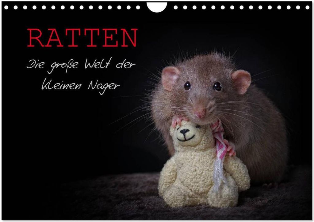Ratten. Die große Welt der kleinen Nager (Wandkalender 2026 DIN A4 quer), CALVENDO Monatskalender