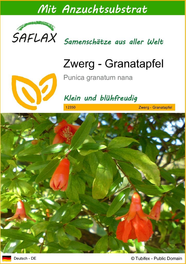 SAFLAX - Zwerg - Granatapfel - 50 Samen - Mit keimfreiem Anzuchtsubstrat - Punica granatum nana