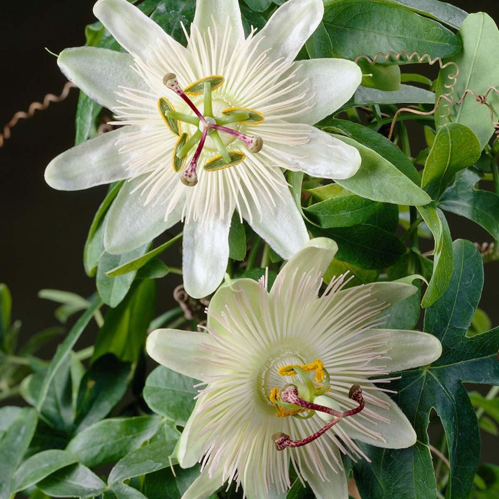 Two white passion flowers are shown in close-up, surrounded by green leaves and tendrils.
