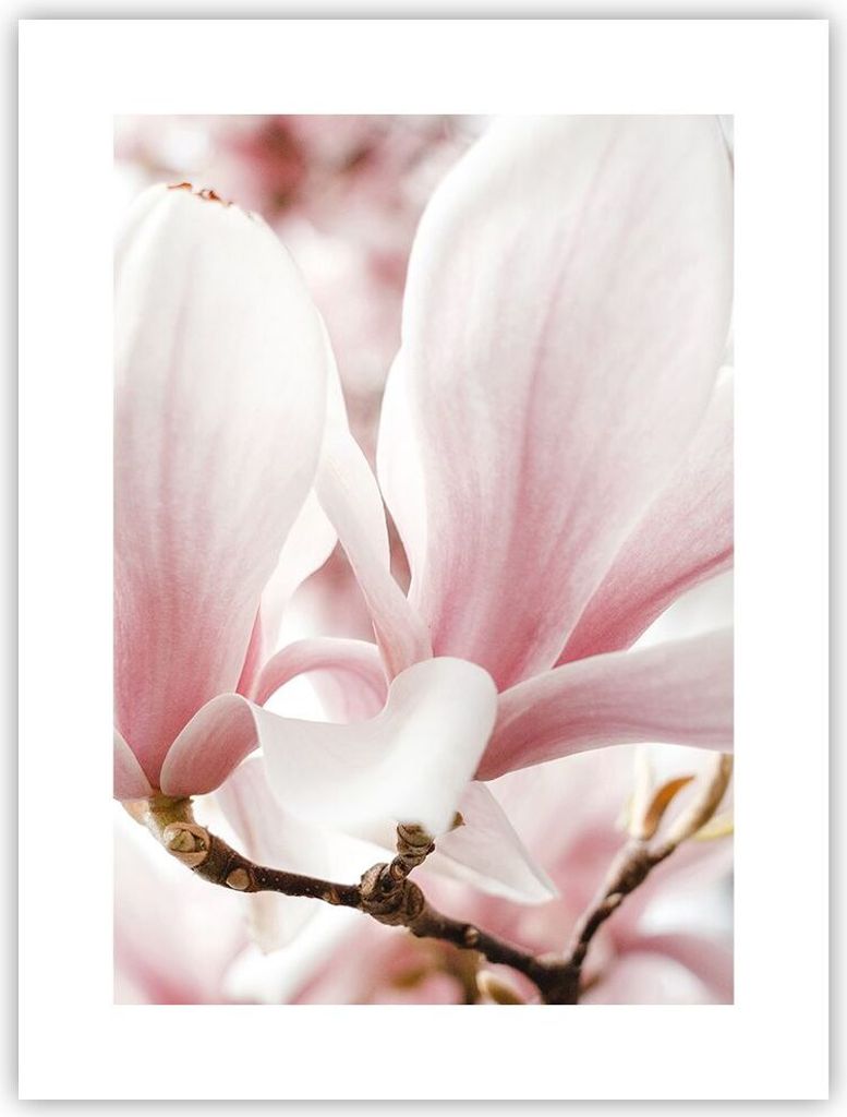 Poster - Poster ohne Rahmen - Zweig Magnolie Blume - 30x40 cm - Wand Bild - Wanddeko - Wandbilder - Kunstposter - Wandposter - Bilder - Kunstdruck ...