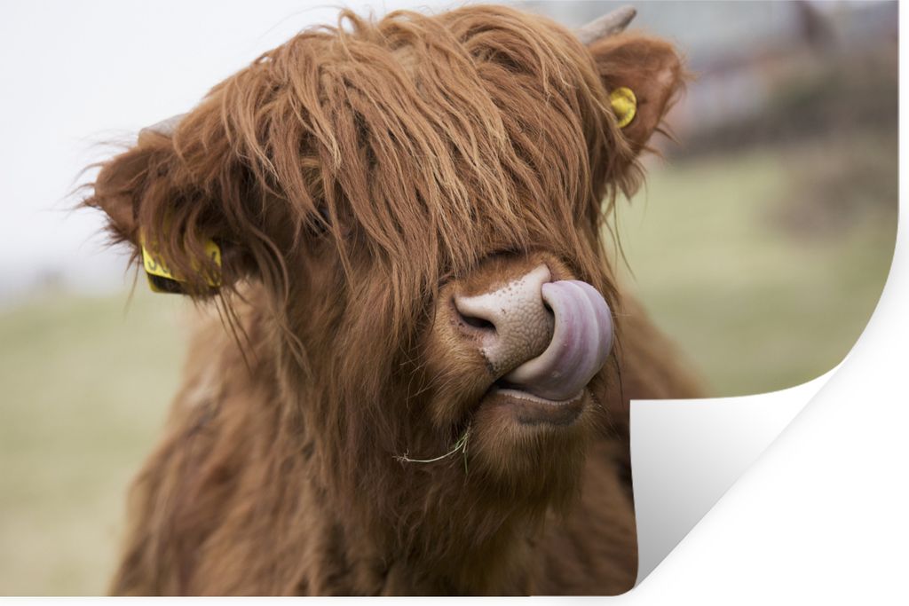 MuchoWow Wandtattoo Wandsticker Wandaufkleber Schottischer Highlander - Braun - Kuh 120x80 cm Selbstklebend und Repositionierbar - Selbstklebend ...