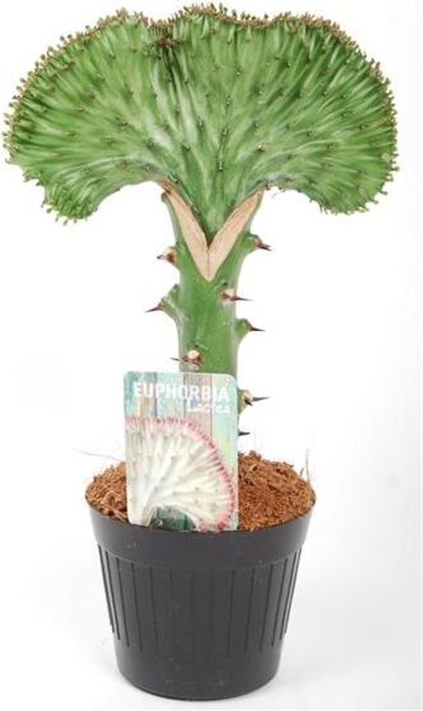 EUPHORBIA Lactea CRISTATA 30-35 cm ZELENÁ pokojová rostlina Obrázek produktu 