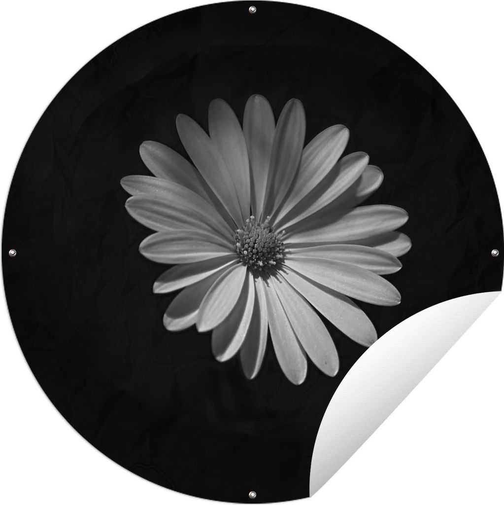 MuchoWow Gartenposter Outdoor-Poster Rund Ein weißes Gänseblümchen auf schwarzem Hintergrund Ø 120 cm Gartendeko Rundes Poster draußen