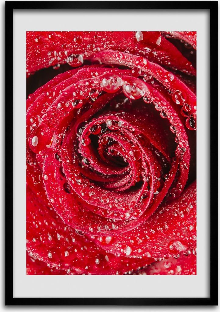 Bild - Bilderrahmen - Foto - 70 cm x 100 cm - MDF - Rahmen - Wandkunst - Rote Rose