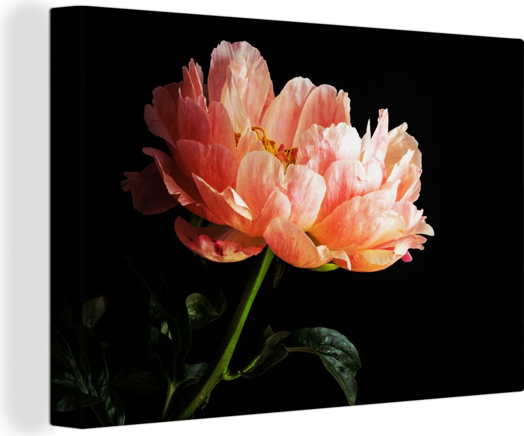 OneMillionCanvasses - Leinwandbilder - 150x100 cm, Korallenfarbene Pfingstrose, Wandbilder Kunstdruck Wanddekoration