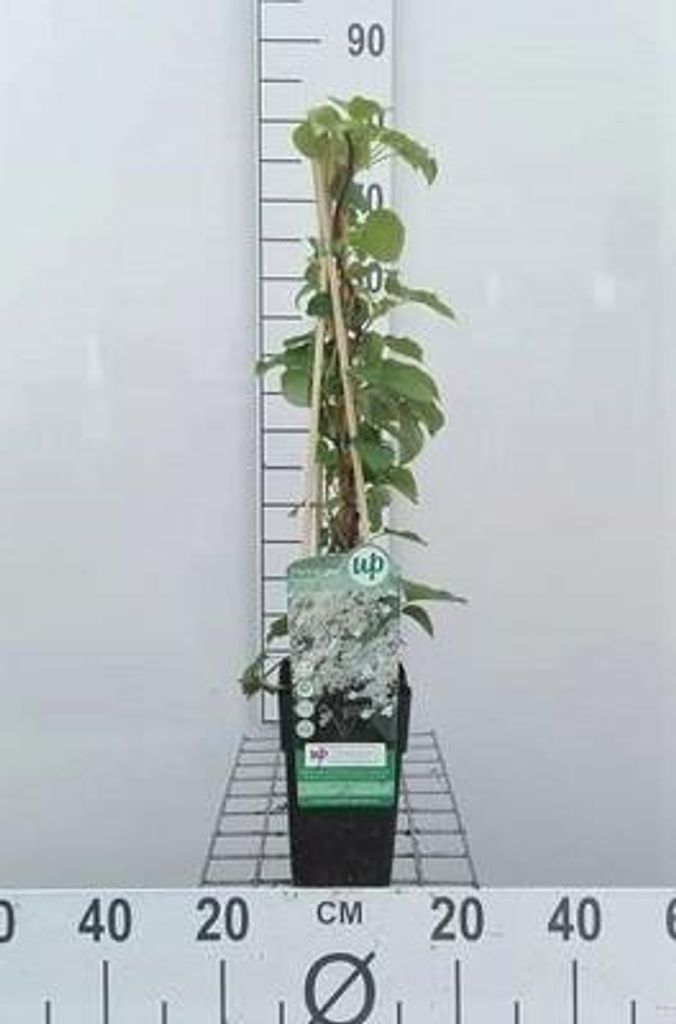 Hydrangea anomala 'Petiolaris' - Efeu-Hortensie 50-60 cm | Topf