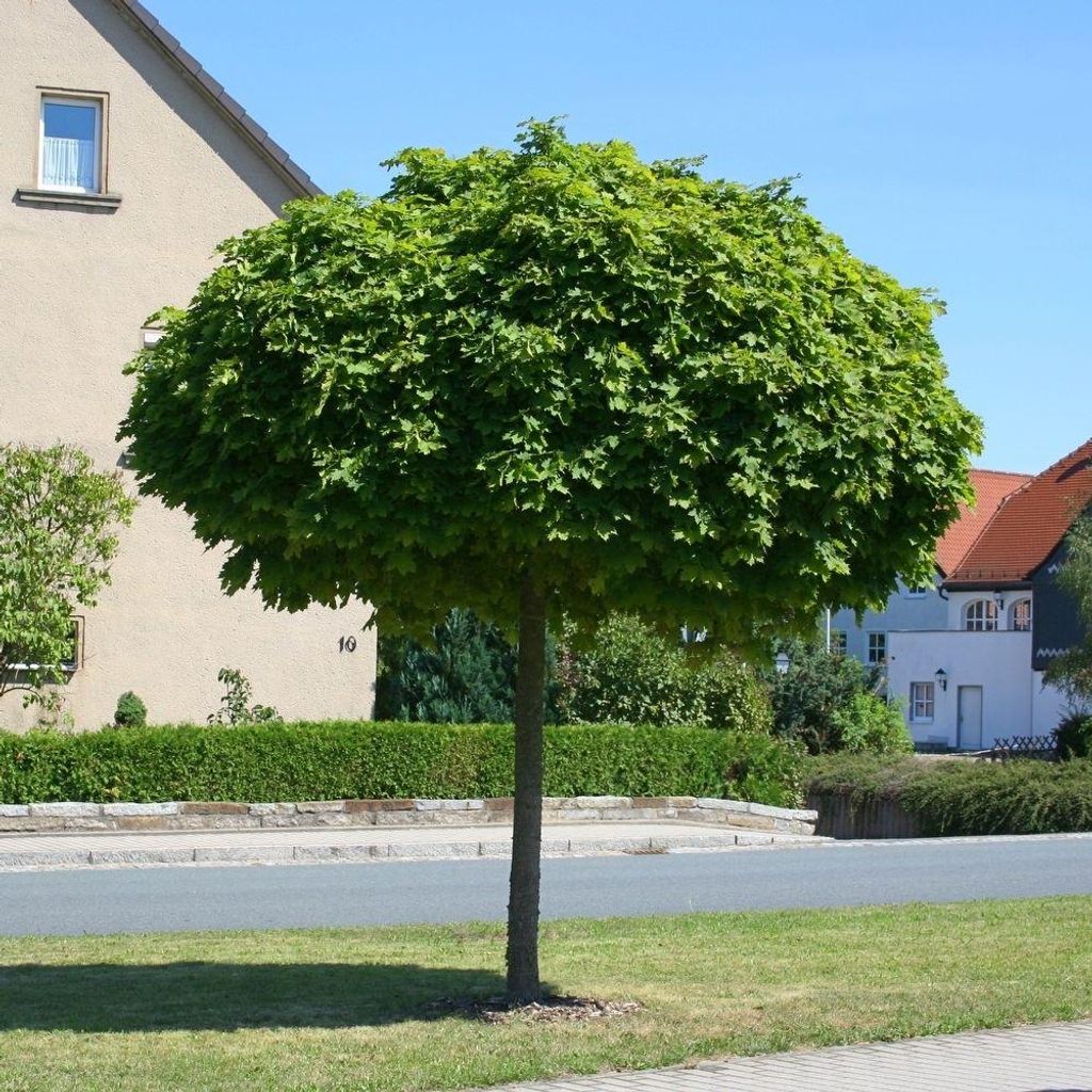 Acer platanoides Globosum Kugelahorn Hochstamm Kugelbaum verschiedene Größen, Höhe:Stamm 80 cm