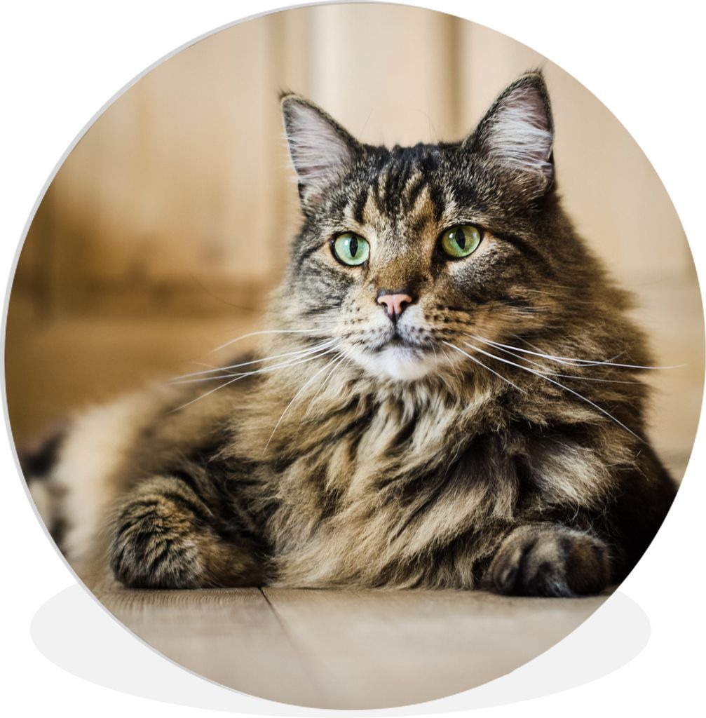 MuchoWow Rundes Wandbild - Runde Bilder Schwarz und braun gestreifte Langhaarkatze Maine Coon Ø 90 cm Kreis Wanddekoration Kunststoff - Wandkrei...