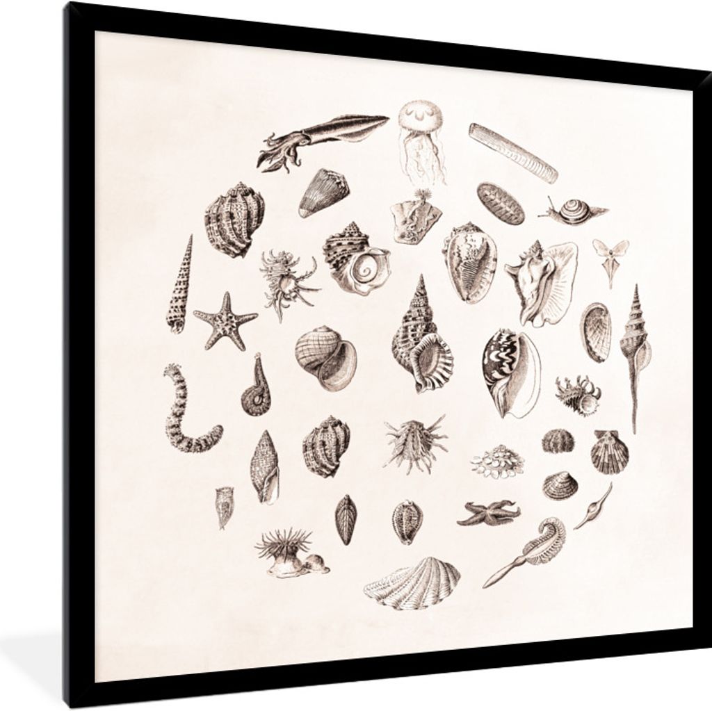 MuchoWow Gerahmtes Poster Meerestiere - Muscheln - Oktopus 40x40 cm - Poster mit Schwarzem Bilderrahmen Wandposter Rahmen Foto Bilder - Mit Rahme...