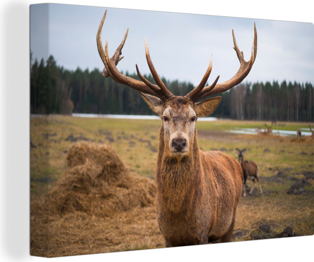 OneMillionCanvasses - Leinwandbilder - 140x90 cm, Rotwild - Natur - Wiese, Wandbilder Kunstdruck Wanddekoration - Foto auf Leinwand - Gemälde au...