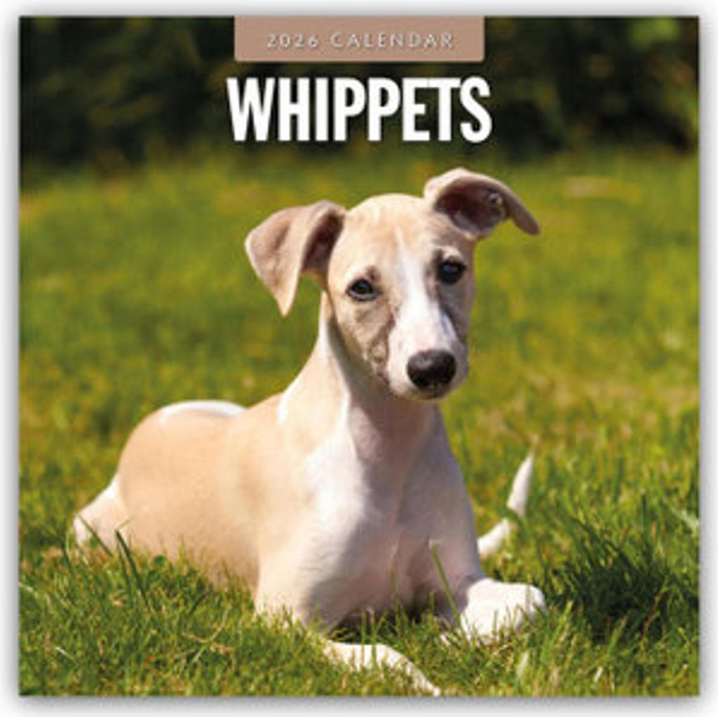 Whippets 2026 Square Wall Calendar