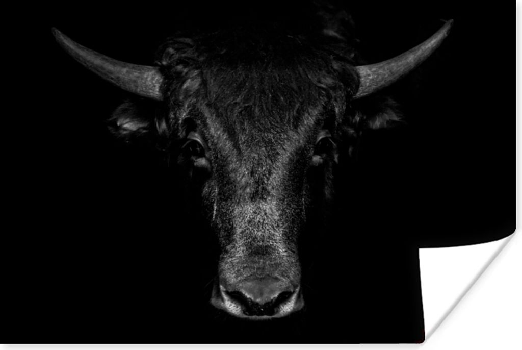 MuchoWow Poster Taurus - Tiere - Schwarz - Weiß 30x20 cm - Plakate - Print