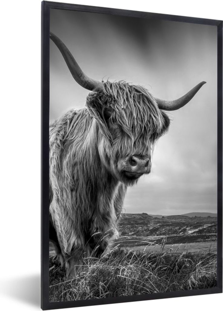 MuchoWow Gerahmtes Poster Kühe - Schottische Hochlandkühe - Natur - Tiere - Schwarz und weiß 60x90 cm - Poster mit Schwarzem Bilderrahmen Wand...