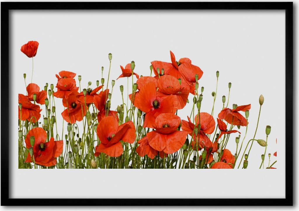 Bild 100x70 MDF-Rahmen Wandkunst Die Pflanze Mohn Natur