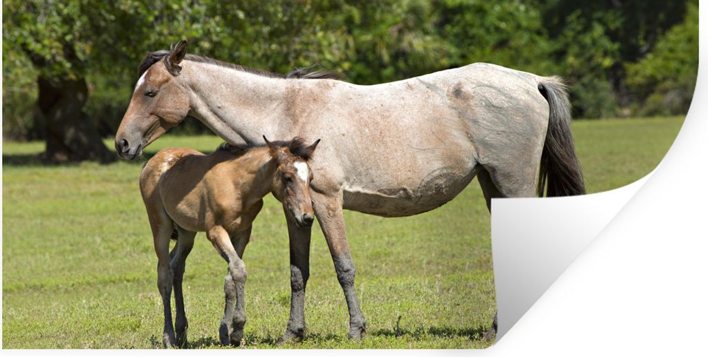 MuchoWow Wandtattoo Wandsticker Wandaufkleber Pferde - Gras - Schatten 40x20 cm Selbstklebend und Repositionierbar - Aufkleber