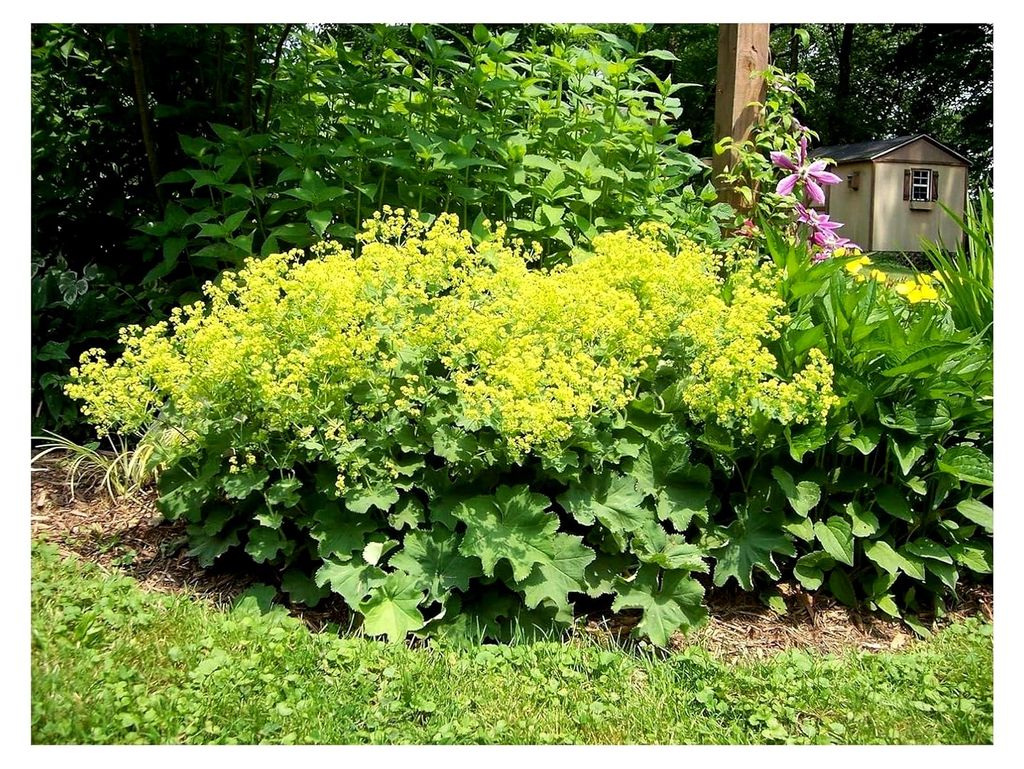 3 x Alchemilla mollis (Winterhart/Stauden/Mehrjährig/Bodendecker) Weicher Großer Frauenmantel - Feine Tropfenfänger für schattige Beete - Biene...