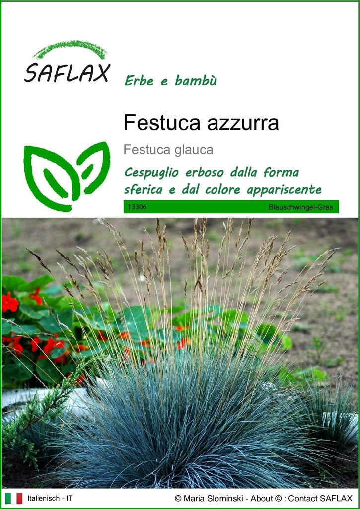 SAFLAX  - Festuca azzurra - 50 semi - Festuca Immagine del prodotto 
