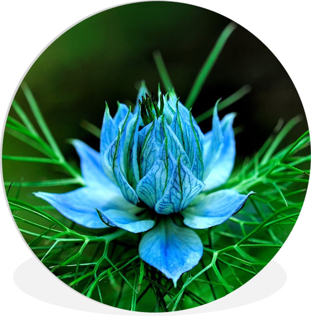 MuchoWow Rundes Wandbild - Runde Bilder Hellblaue Nigella-Blüten Ø 30 cm Kreis Wanddekoration Kunststoff - Wandkreis - Wandschmuck - Schlafzimm...