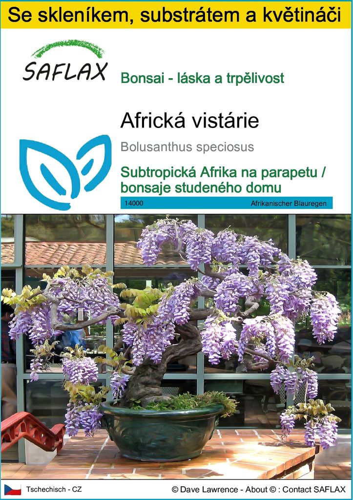 SAFLAX Kultivační sada - Africká vistárie - Bolusanthus Obrázek produktu 